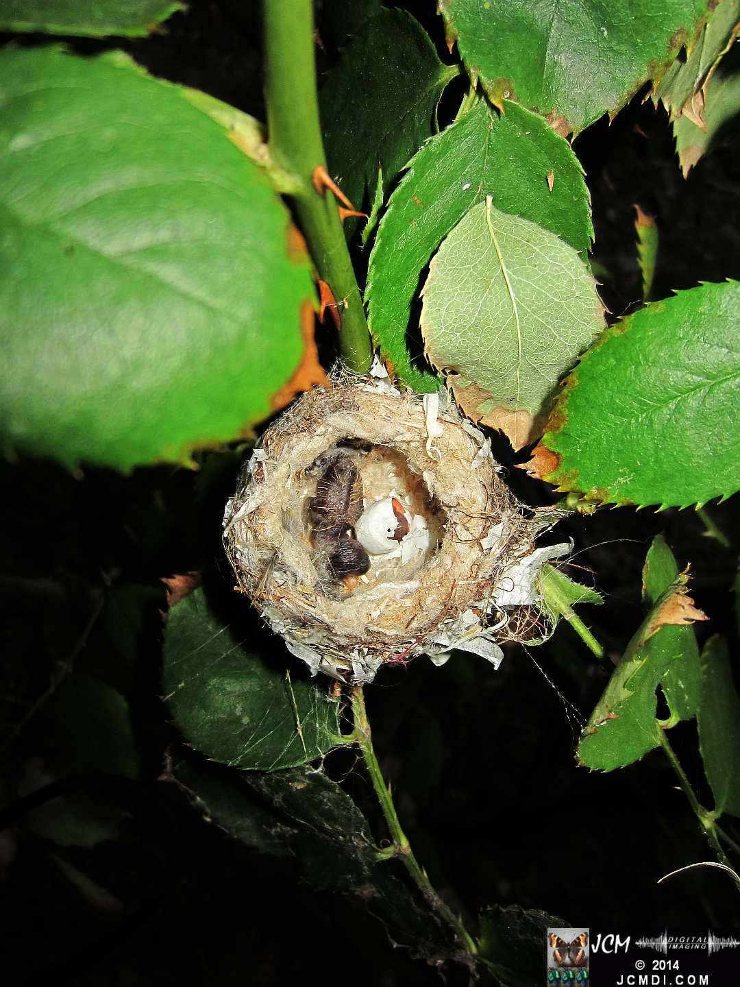 Allens Hummingbird nest with funky egg